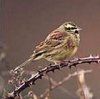 Cirl Bunting