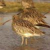 Curlew