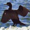 Shag