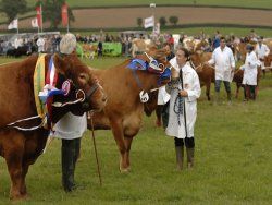 Totnes Show Cattle