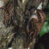 Tree Creeper