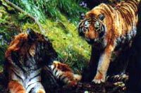 Dartmoor Wildlife Park